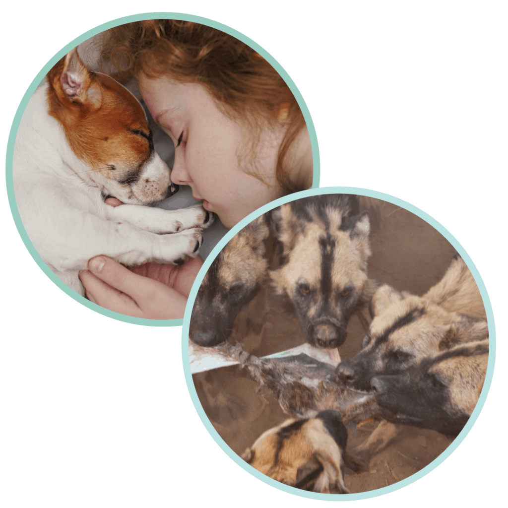 human_child_girl_puppy_wild_dogs_ripping