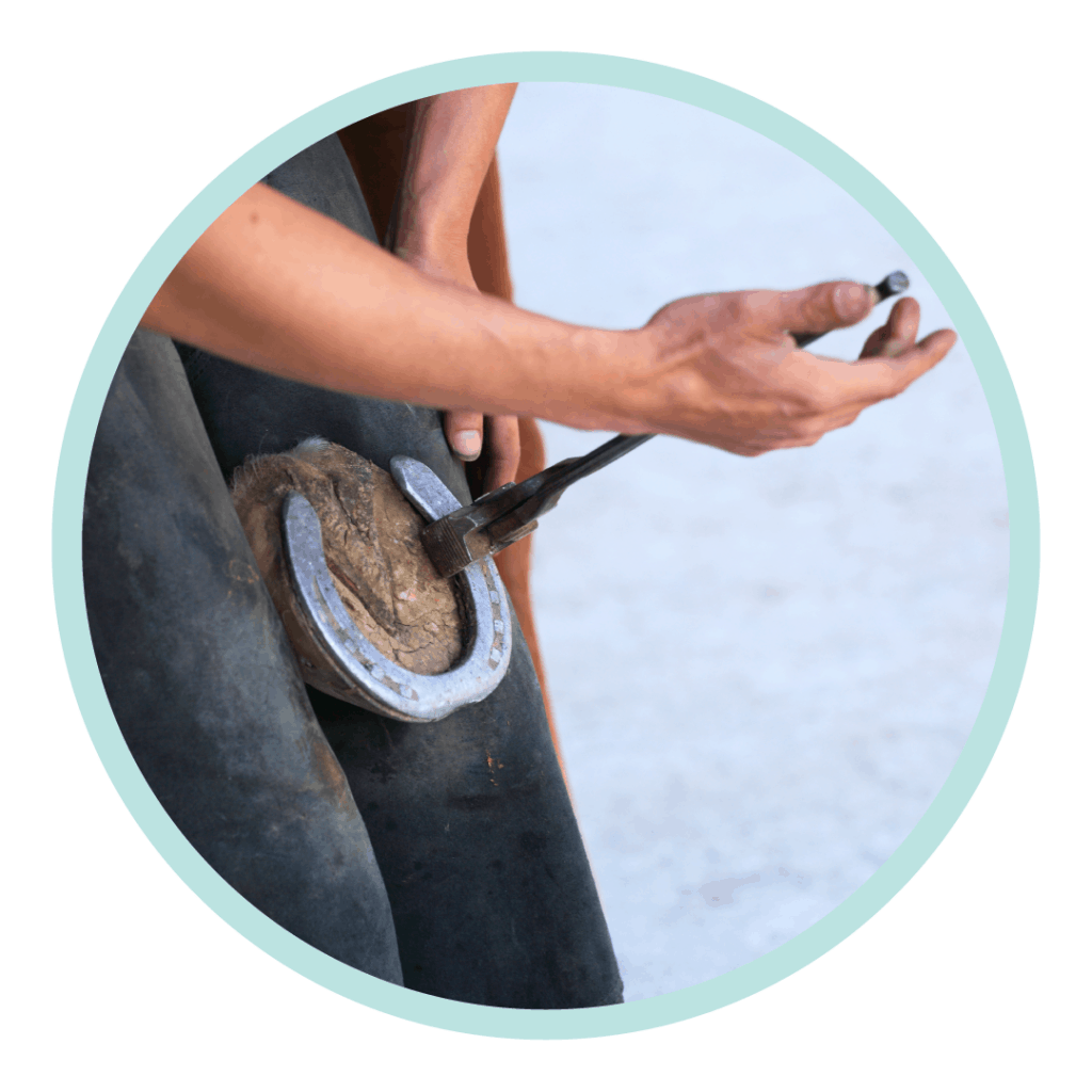 human hand horse shoe help change animal bond